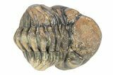 Long Curled Morocops Trilobite - Morocco #252640-2